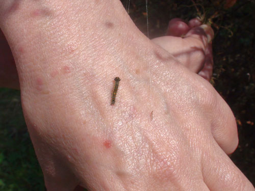 Larva (c) eMM.ro